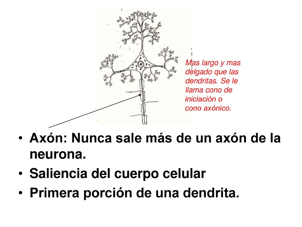Axón: Nunca sale más de un axón de la neurona.