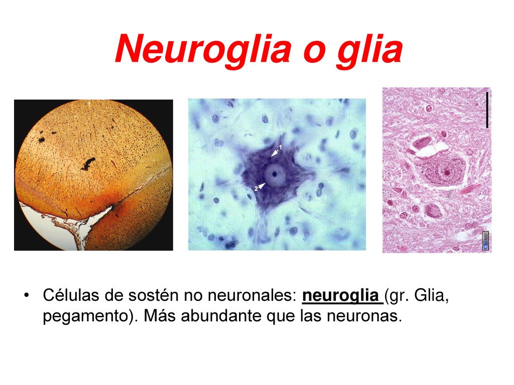 Neuroglia o glia Células de sostén no neuronales: neuroglia (gr.
