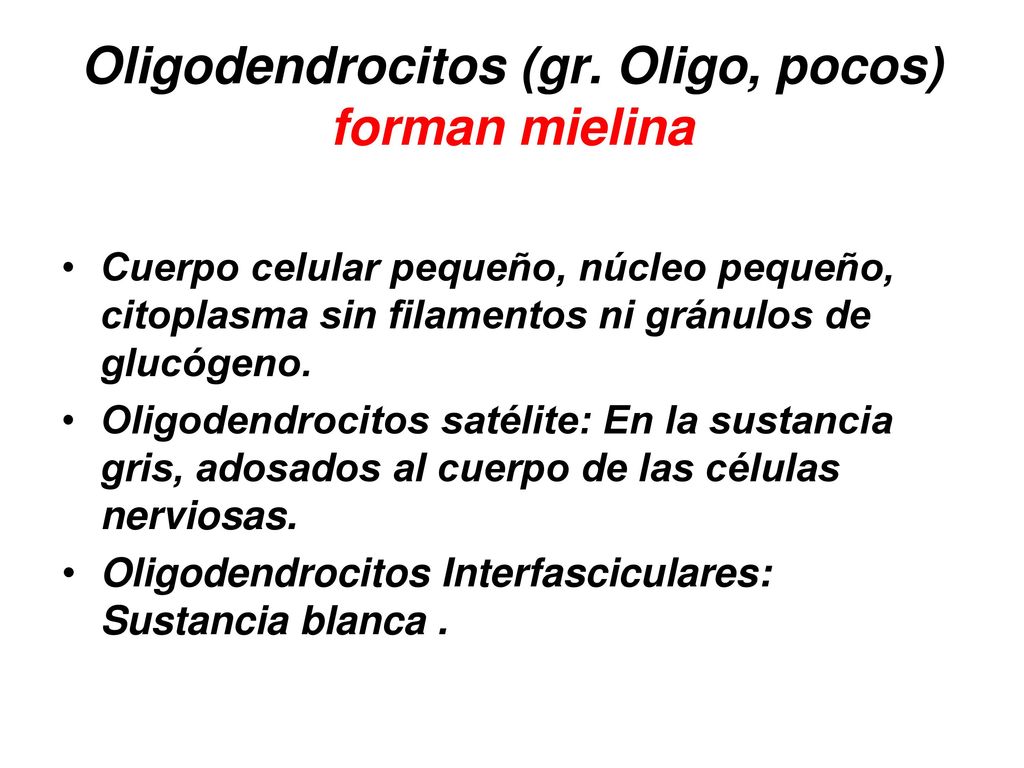 Oligodendrocitos (gr. Oligo, pocos) forman mielina