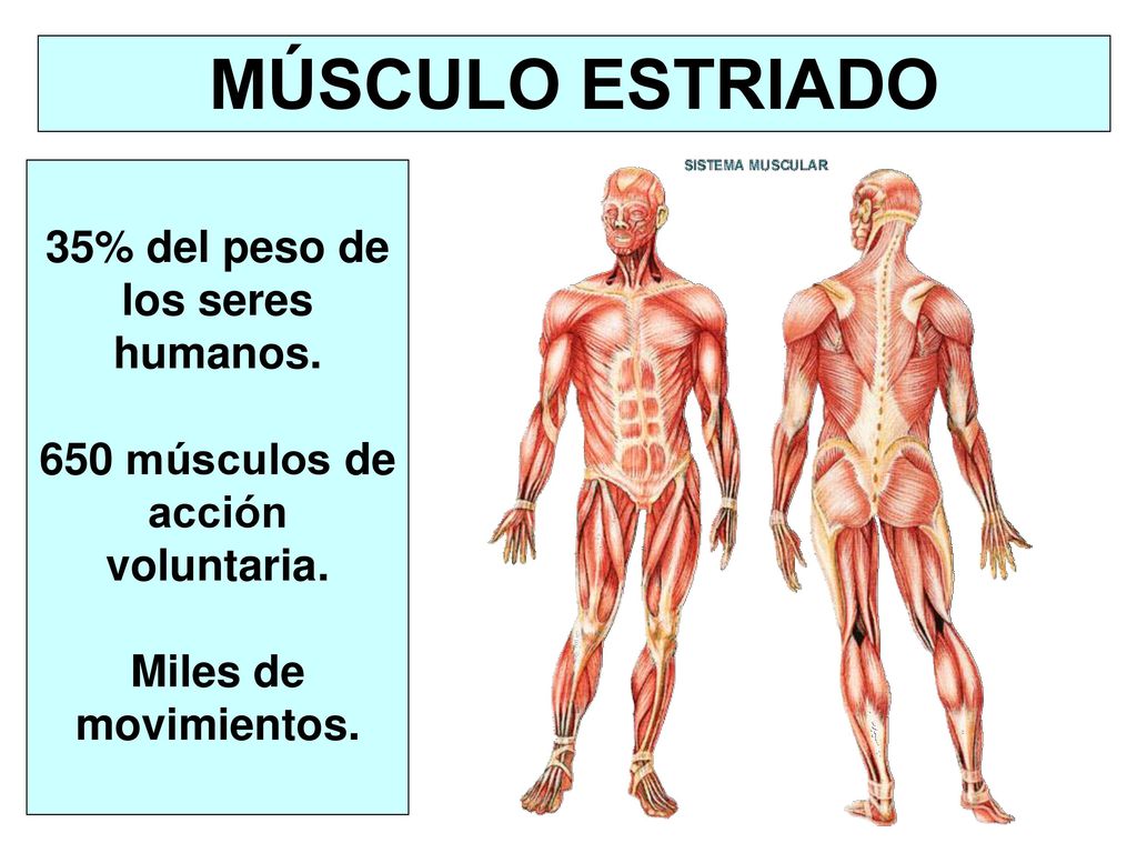35% del peso de los seres humanos. 650 músculos de acción voluntaria.