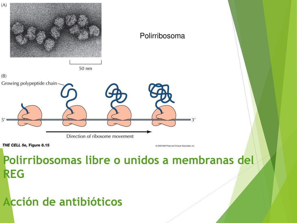 Polirribosoma Polirribosomas libre o unidos a membranas del REG Acción de antibióticos