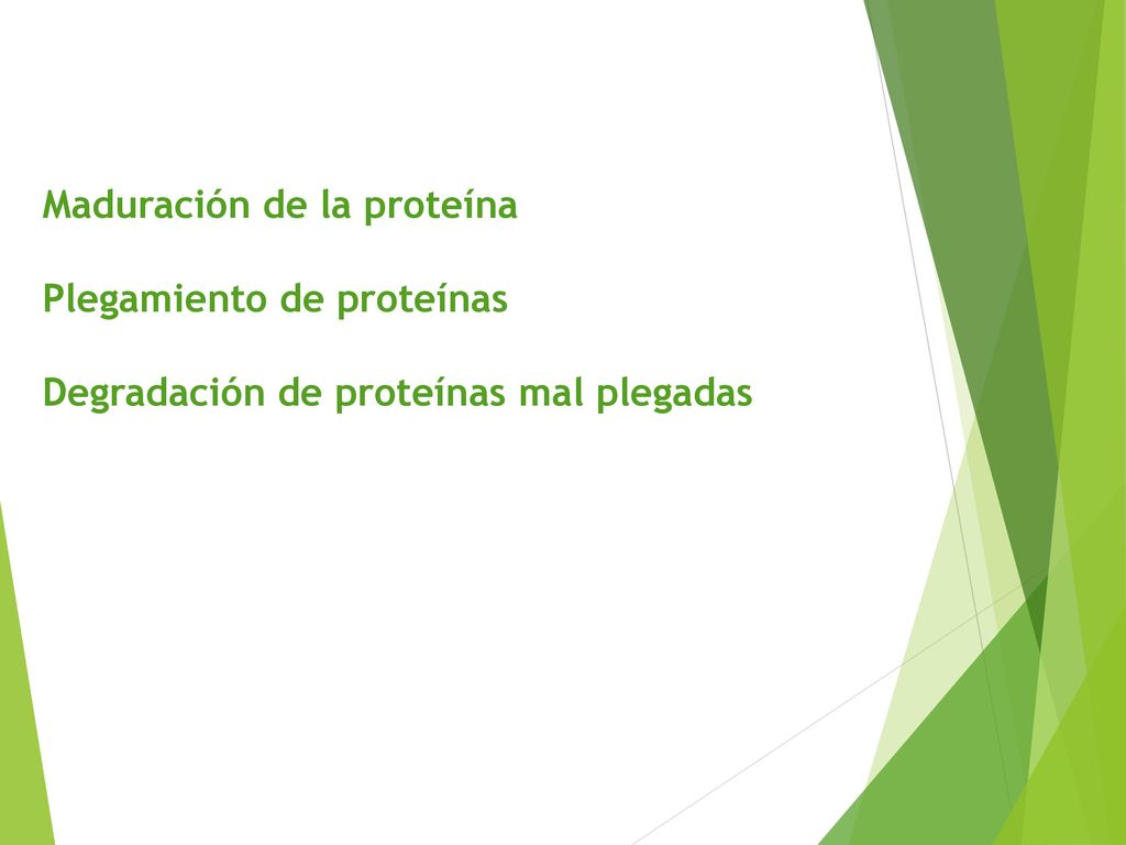Maduración de la proteína Plegamiento de proteínas Degradación de proteínas mal plegadas