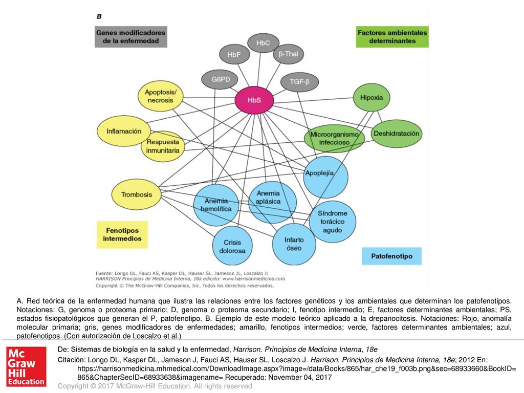 A. Red teórica de la enfermedad humana que ilustra las relaciones entre los factores genéticos y los ambientales que determinan los patofenotipos. Notaciones: G, genoma o proteoma primario; D, genoma o proteoma secundario; I, fenotipo intermedio; E, factores determinantes ambientales; PS, estados fisiopatológicos que generan el P, patofenotipo. B. Ejemplo de este modelo teórico aplicado a la drepanocitosis. Notaciones: Rojo, anomalía molecular primaria; gris, genes modificadores de enfermedades; amarillo, fenotipos intermedios; verde, factores determinantes ambientales; azul, patofenotipos. (Con autorización de Loscalzo et al.)