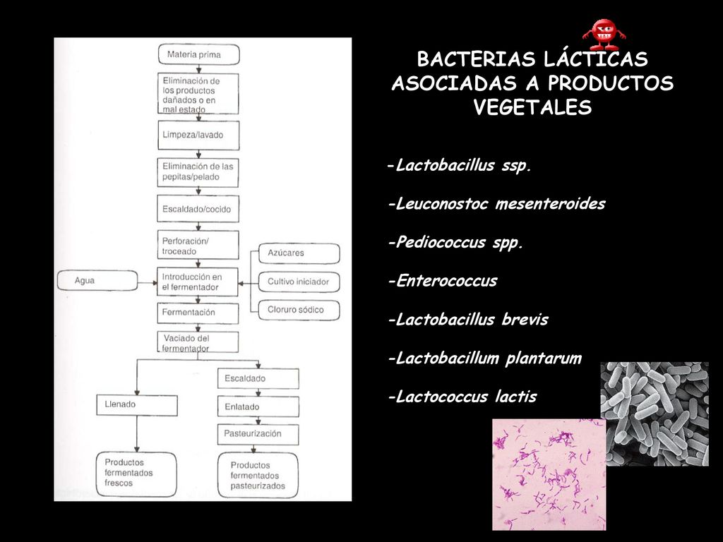 BACTERIAS LÁCTICAS ASOCIADAS A PRODUCTOS VEGETALES