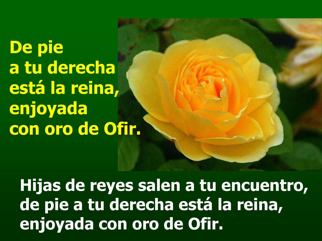 De pie a tu derecha está la reina, enjoyada con oro de Ofir.