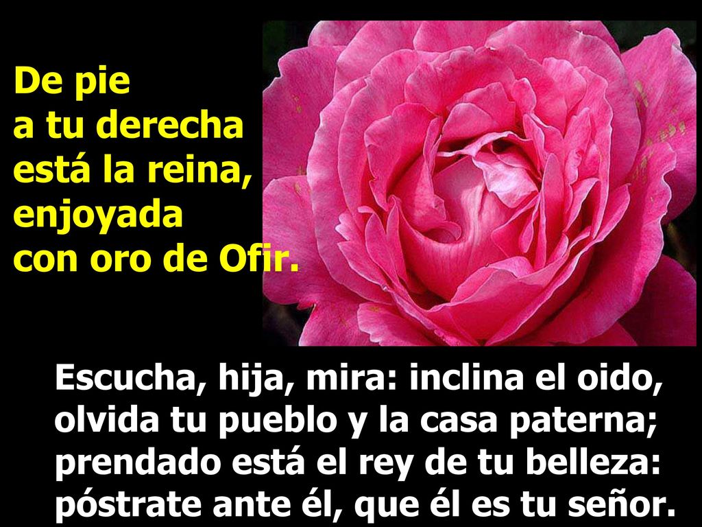 De pie a tu derecha está la reina, enjoyada con oro de Ofir.