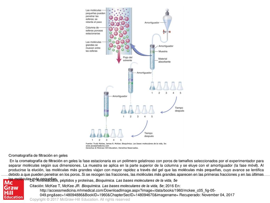 En la cromatografía de filtración en geles la fase estacionaria es un polímero gelatinoso con poros de tamaños seleccionados por el experimentador para separar moléculas según sus dimensiones. La muestra se aplica en la parte superior de la columna y se eluye con el amortiguador (la fase móvil). Al producirse la elución, las moléculas más grandes viajan con mayor rapidez a través del gel que las moléculas más pequeñas, cuyo avance se lentifica debido a que pueden penetrar en los poros. Si se recogen las fracciones, las moléculas más grandes aparecen en las primeras fracciones y en las últimas las moléculas más pequeñas.