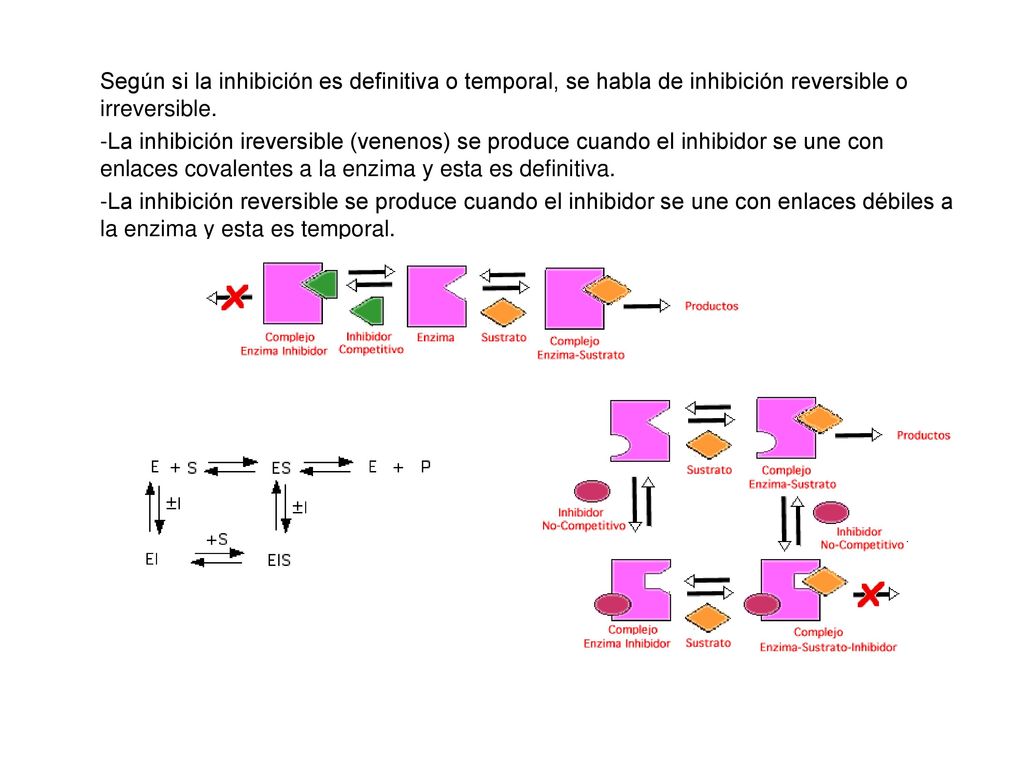 Según si la inhibición es definitiva o temporal, se habla de inhibición reversible o irreversible.