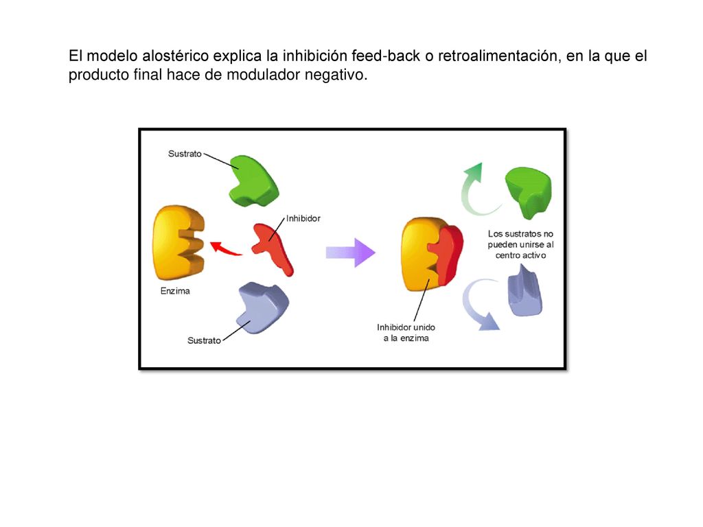 El modelo alostérico explica la inhibición feed-back o retroalimentación, en la que el producto final hace de modulador negativo.