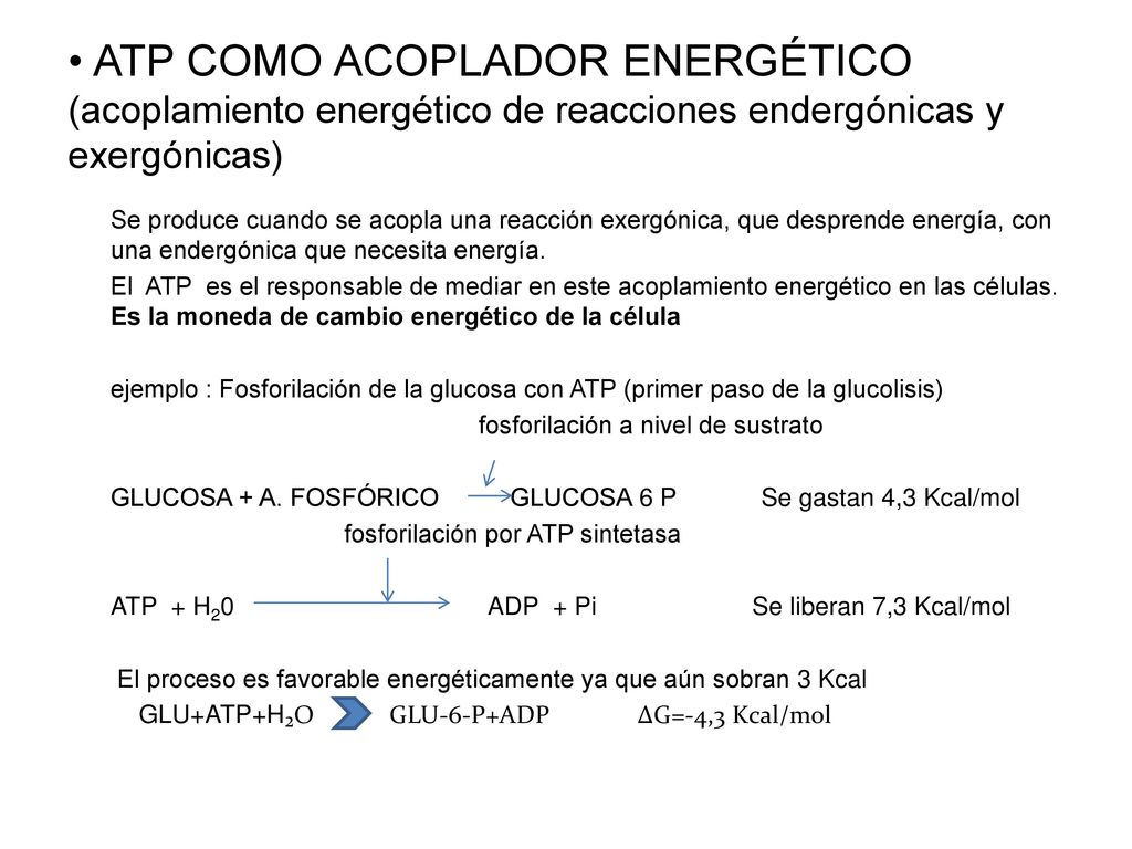 ATP COMO ACOPLADOR ENERGÉTICO (acoplamiento energético de reacciones endergónicas y exergónicas)