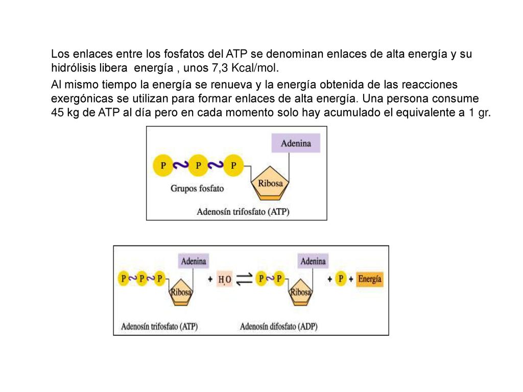 Los enlaces entre los fosfatos del ATP se denominan enlaces de alta energía y su hidrólisis libera energía , unos 7,3 Kcal/mol.