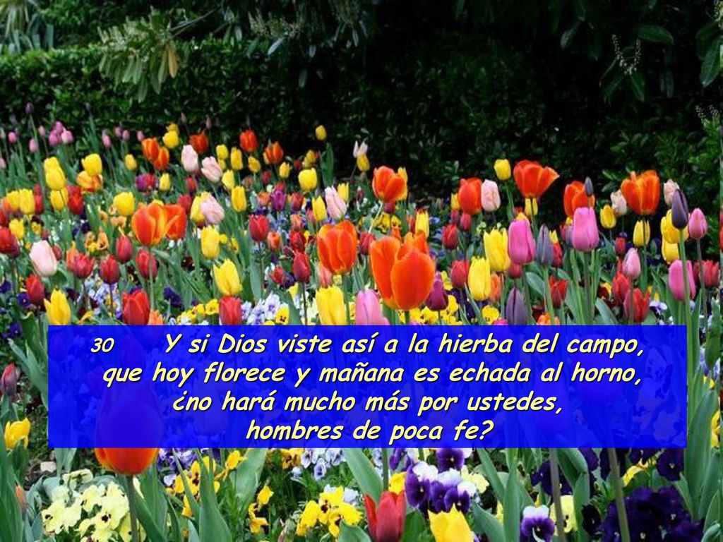 que hoy florece y mañana es echada al horno,
