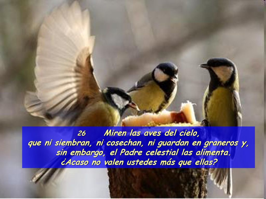26 Miren las aves del cielo, ¿Acaso no valen ustedes más que ellas