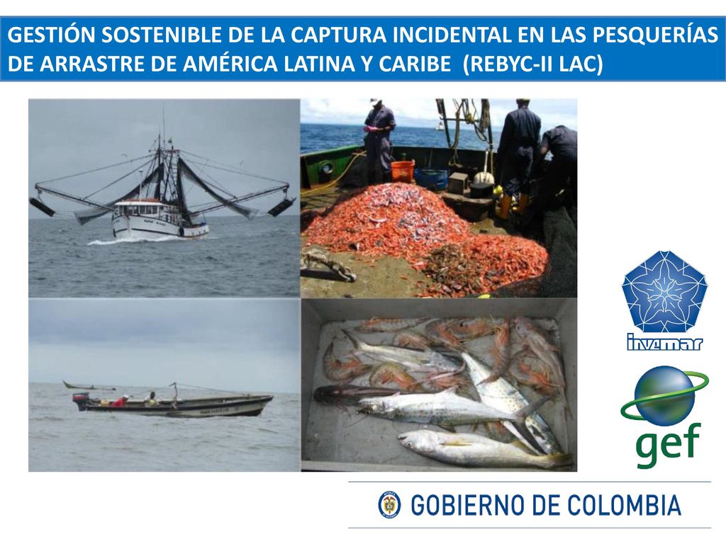 Gestión sostenible de la captura incidental en las pesquerÍas de arrastre de América Latina y Caribe (REBYC-II LAC)