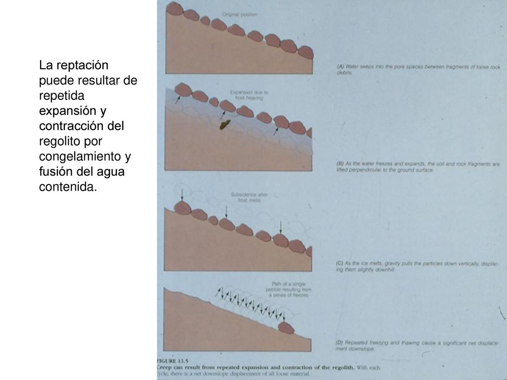 La reptación puede resultar de repetida expansión y contracción del regolito por congelamiento y fusión del agua contenida.