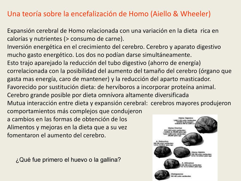 Una teoría sobre la encefalización de Homo (Aiello & Wheeler)