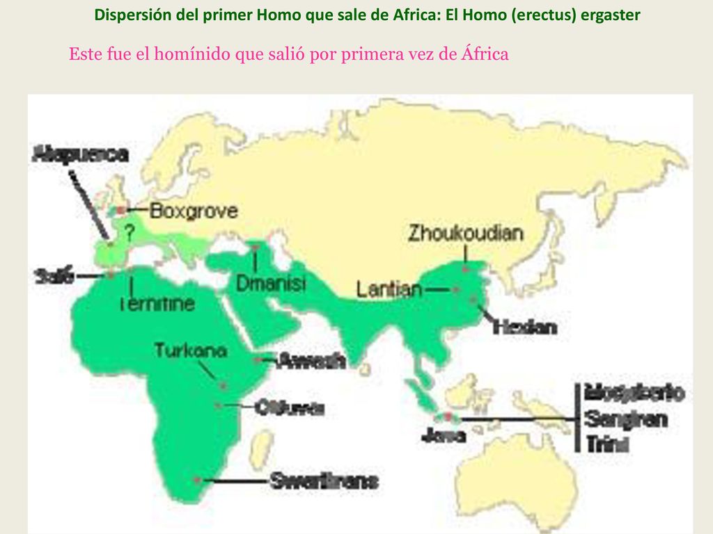 Dispersión del primer Homo que sale de Africa: El Homo (erectus) ergaster