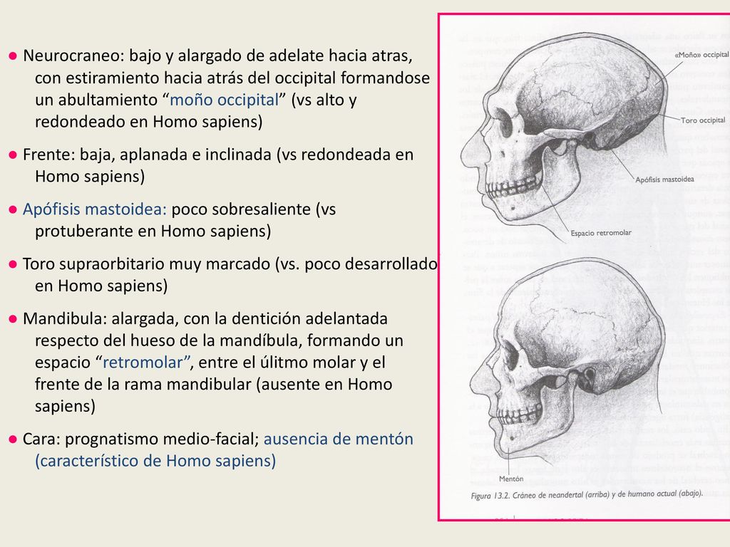 ● Neurocraneo: bajo y alargado de adelate hacia atras, con estiramiento hacia atrás del occipital formandose un abultamiento moño occipital (vs alto y redondeado en Homo sapiens)