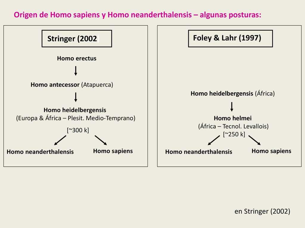 Origen de Homo sapiens y Homo neanderthalensis – algunas posturas: