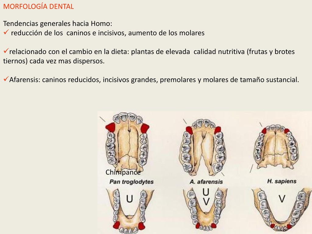 MORFOLOGÍA DENTAL Tendencias generales hacia Homo: reducción de los caninos e incisivos, aumento de los molares.