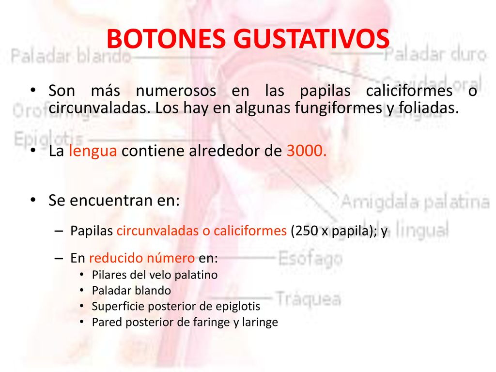 BOTONES GUSTATIVOS Son más numerosos en las papilas caliciformes o circunvaladas. Los hay en algunas fungiformes y foliadas.