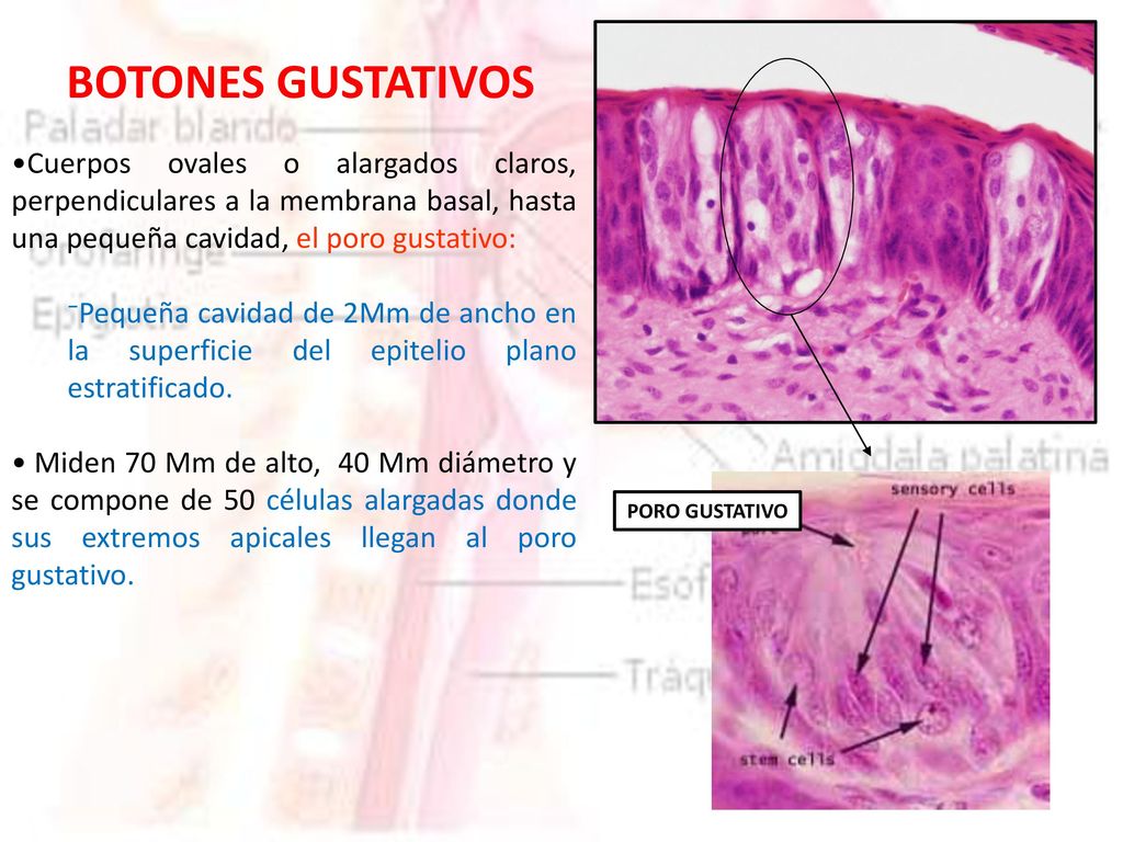 BOTONES GUSTATIVOS Cuerpos ovales o alargados claros, perpendiculares a la membrana basal, hasta una pequeña cavidad, el poro gustativo: