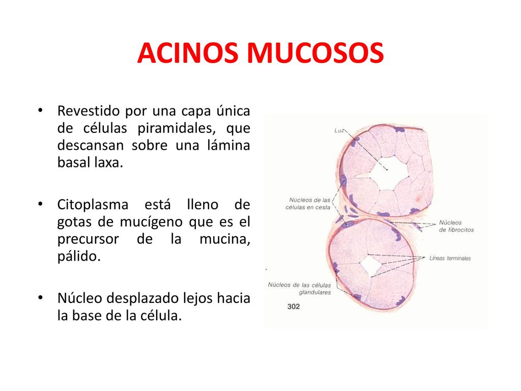 ACINOS MUCOSOS Revestido por una capa única de células piramidales, que descansan sobre una lámina basal laxa.