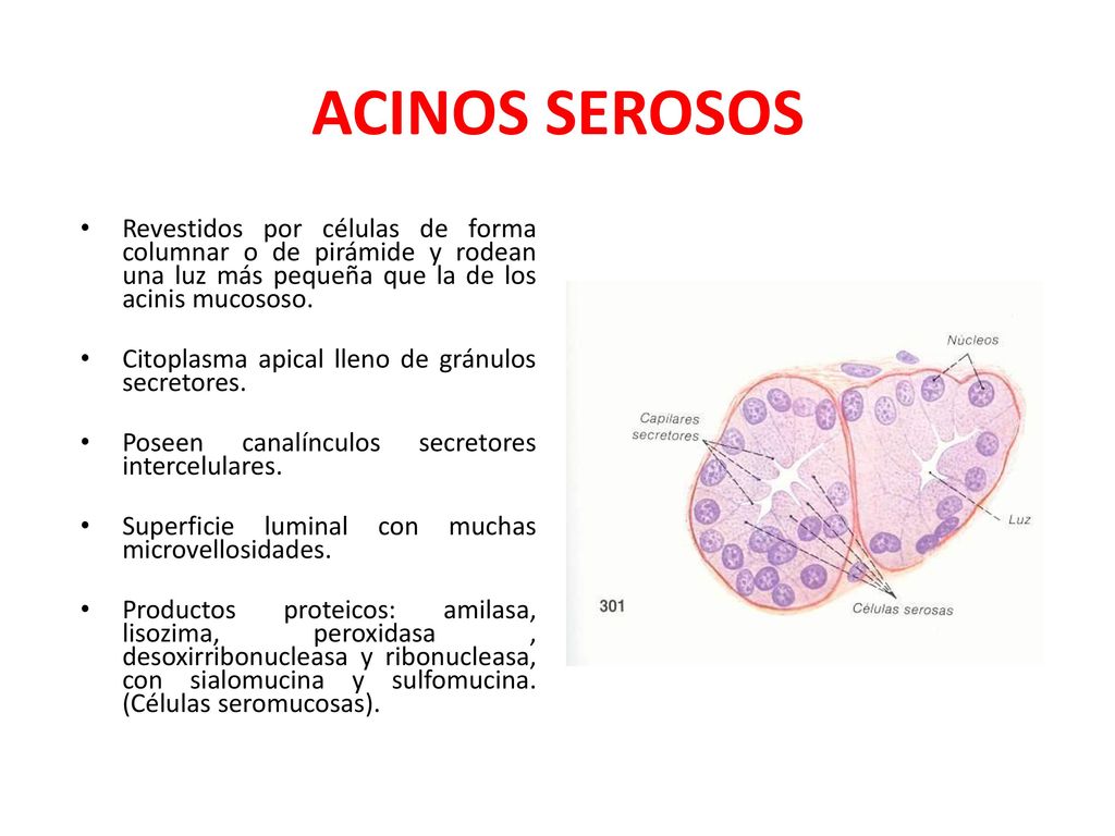 ACINOS SEROSOS Revestidos por células de forma columnar o de pirámide y rodean una luz más pequeña que la de los acinis mucososo.