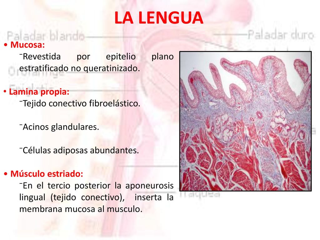 LA LENGUA Mucosa: Revestida por epitelio plano estratificado no queratinizado. Lamina propia: Tejido conectivo fibroelástico.