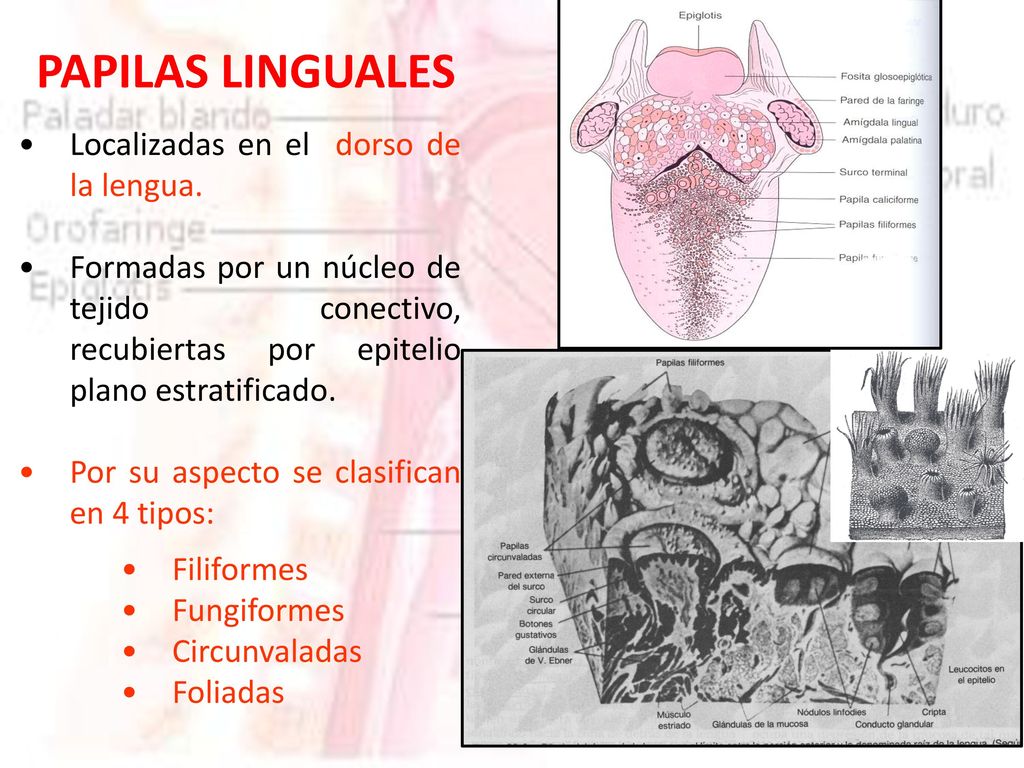 PAPILAS LINGUALES Localizadas en el dorso de la lengua.