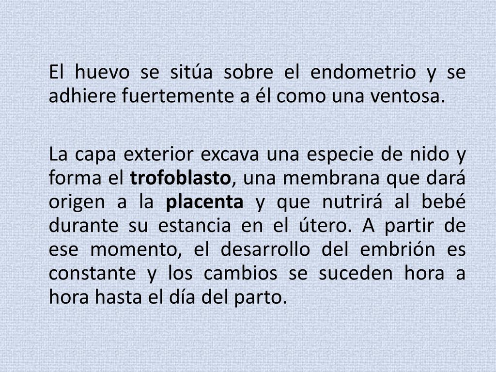 El huevo se sitúa sobre el endometrio y se adhiere fuertemente a él como una ventosa.