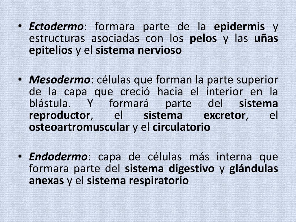 Ectodermo: formara parte de la epidermis y estructuras asociadas con los pelos y las uñas epitelios y el sistema nervioso