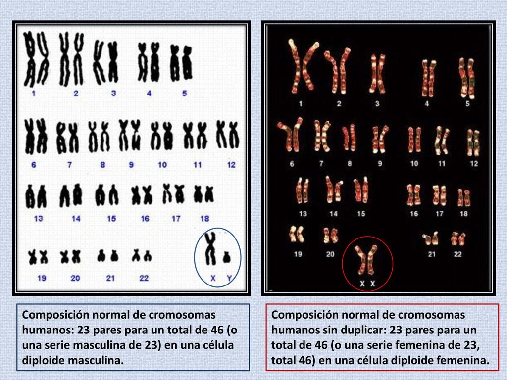 Composición normal de cromosomas humanos: 23 pares para un total de 46 (o una serie masculina de 23) en una célula diploide masculina.
