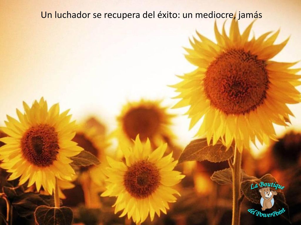 Un luchador se recupera del éxito: un mediocre, jamás