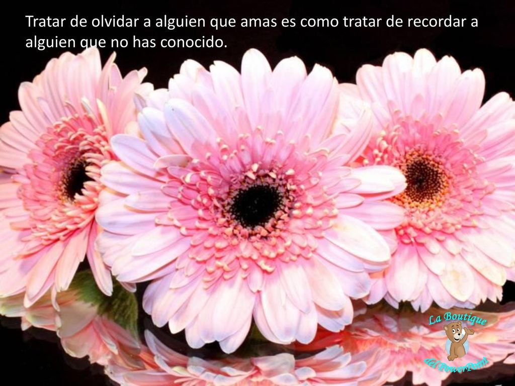 Tratar de olvidar a alguien que amas es como tratar de recordar a alguien que no has conocido.