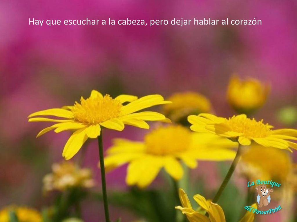 Hay que escuchar a la cabeza, pero dejar hablar al corazón