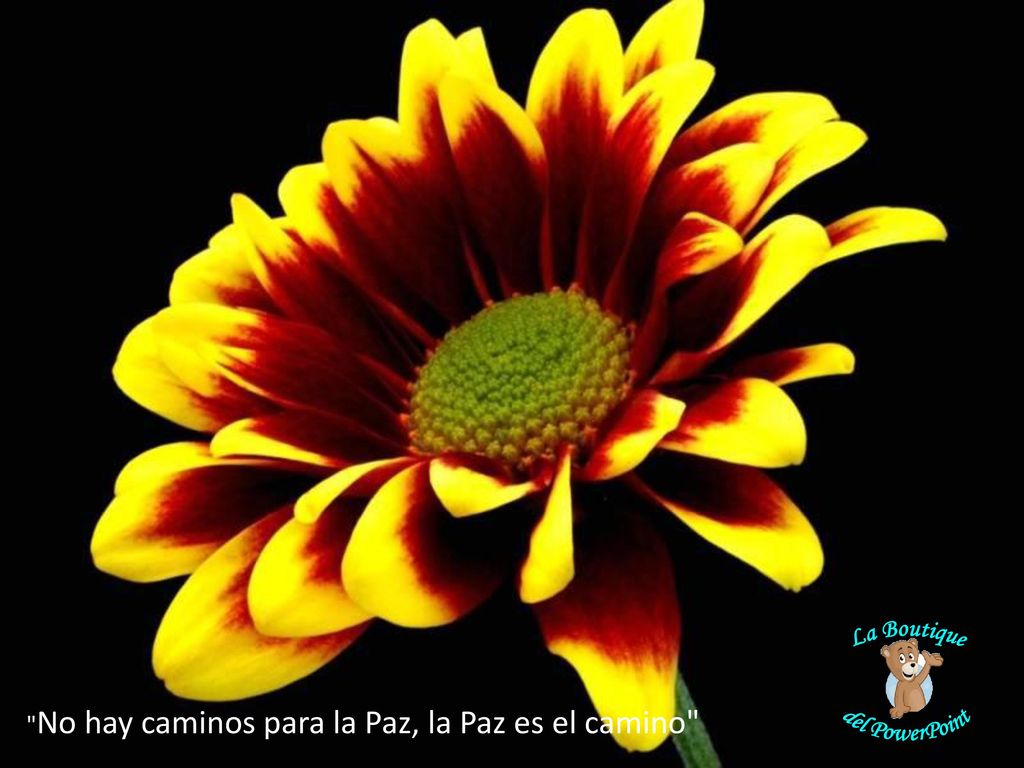 La Boutique del PowerPoint No hay caminos para la Paz, la Paz es el camino