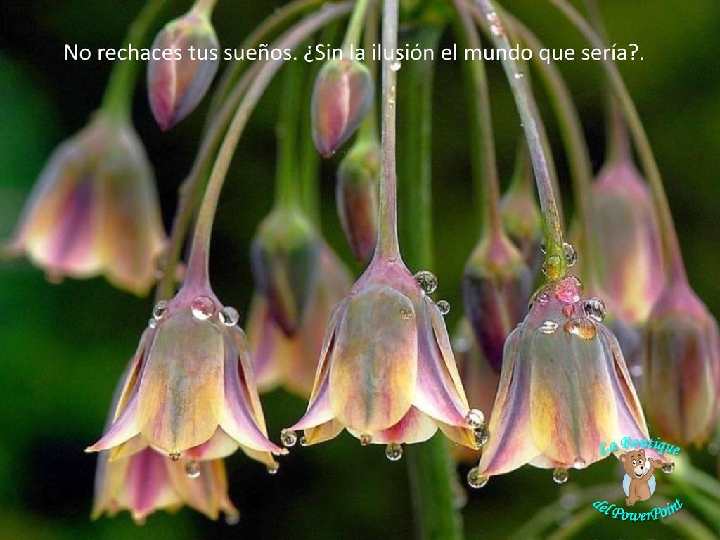 No rechaces tus sueños. ¿Sin la ilusión el mundo que sería .