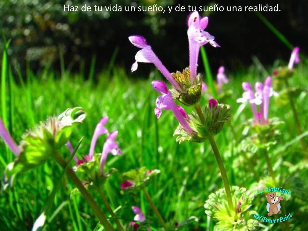 Haz de tu vida un sueño, y de tu sueño una realidad.