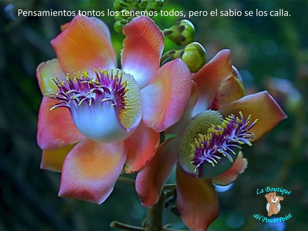 Pensamientos tontos los tenemos todos, pero el sabio se los calla.