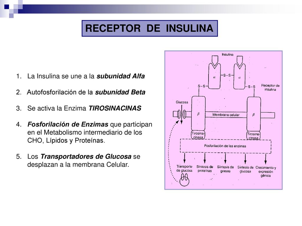 RECEPTOR DE INSULINA 1. La Insulina se une a la subunidad Alfa