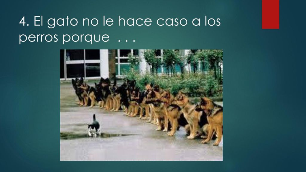 4. El gato no le hace caso a los perros porque . . .