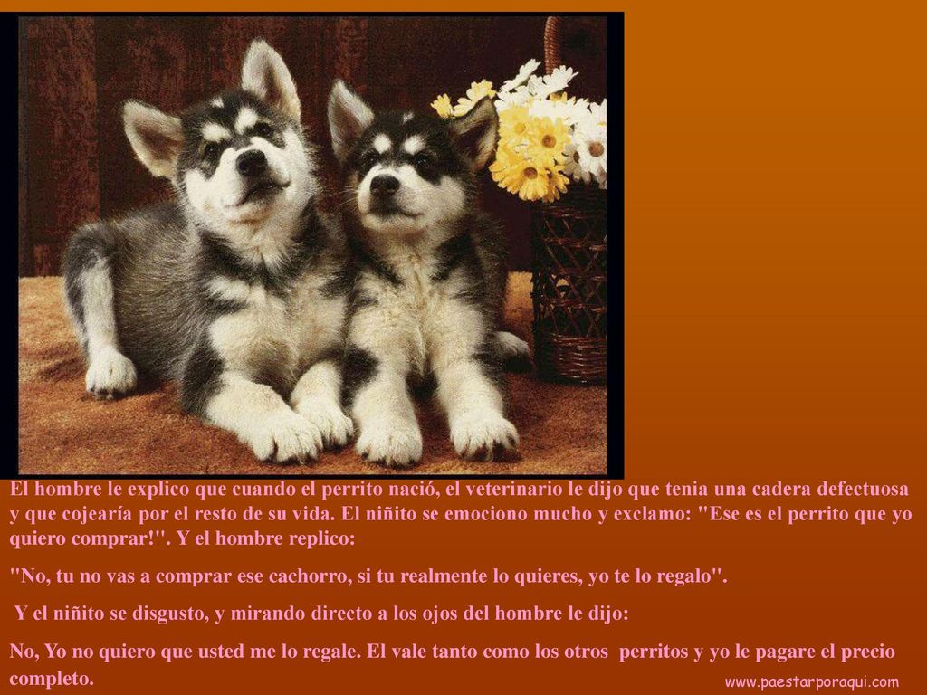 El hombre le explico que cuando el perrito nació, el veterinario le dijo que tenia una cadera defectuosa y que cojearía por el resto de su vida. El niñito se emociono mucho y exclamo: Ese es el perrito que yo quiero comprar! . Y el hombre replico: