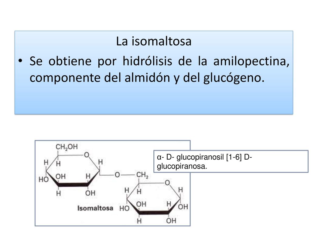 La isomaltosa Se obtiene por hidrólisis de la amilopectina, componente del almidón y del glucógeno.