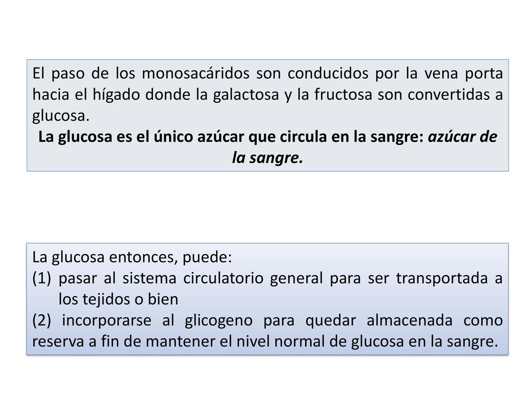 El paso de los monosacáridos son conducidos por la vena porta hacia el hígado donde la galactosa y la fructosa son convertidas a glucosa.