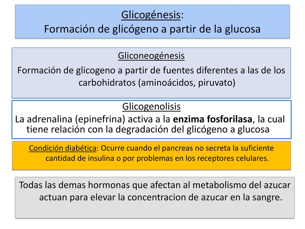 Glicogénesis: Formación de glicógeno a partir de la glucosa