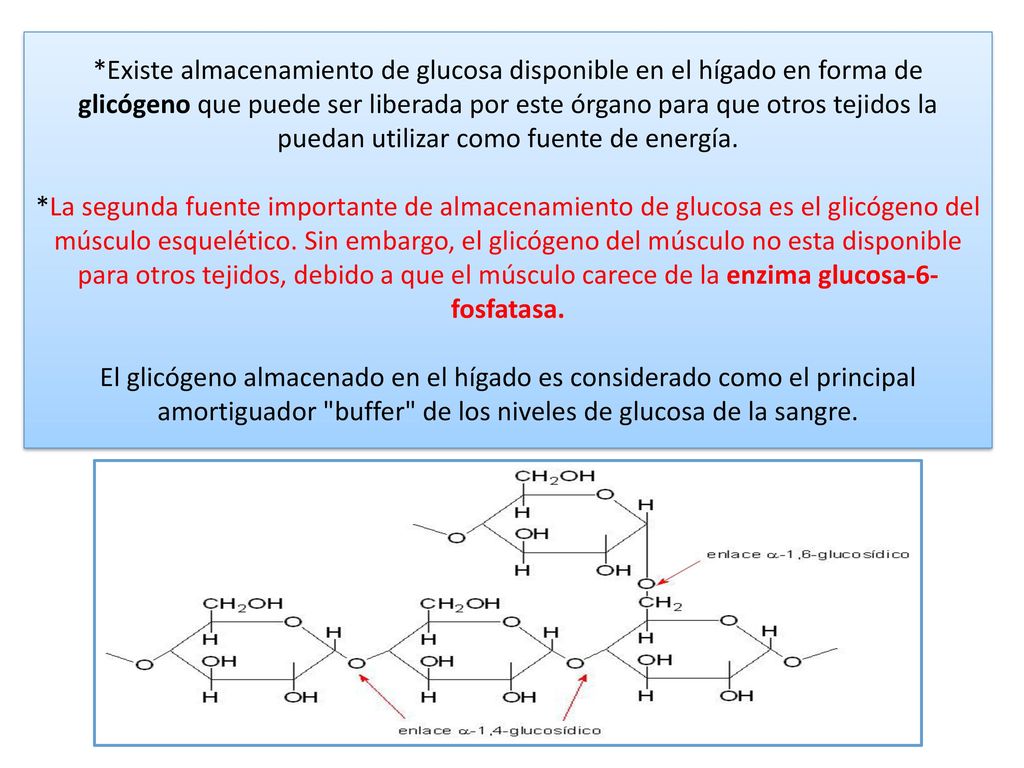 *Existe almacenamiento de glucosa disponible en el hígado en forma de glicógeno que puede ser liberada por este órgano para que otros tejidos la puedan utilizar como fuente de energía.