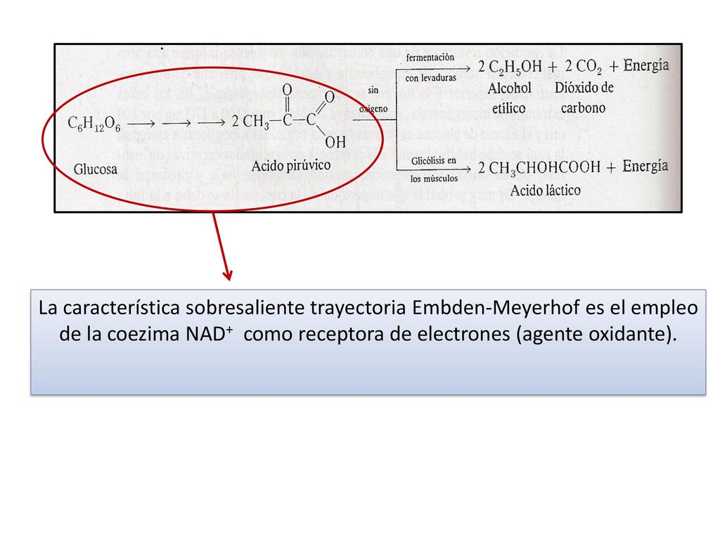 La característica sobresaliente trayectoria Embden-Meyerhof es el empleo de la coezima NAD+ como receptora de electrones (agente oxidante).