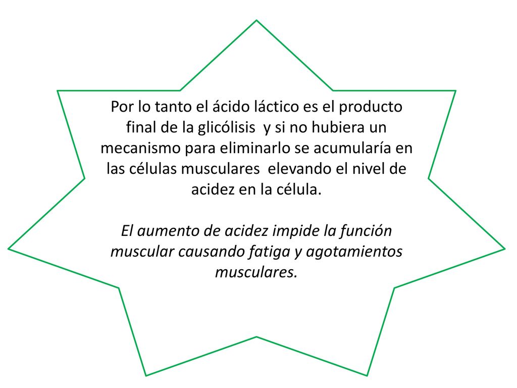 Por lo tanto el ácido láctico es el producto final de la glicólisis y si no hubiera un mecanismo para eliminarlo se acumularía en las células musculares elevando el nivel de acidez en la célula.