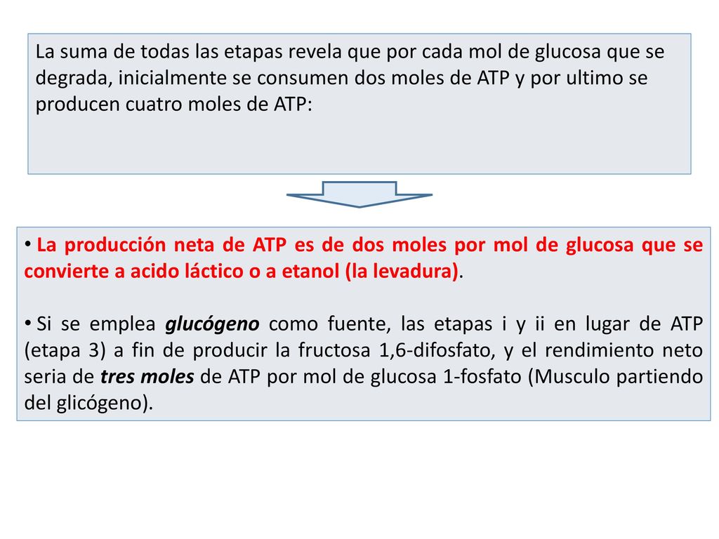 La suma de todas las etapas revela que por cada mol de glucosa que se degrada, inicialmente se consumen dos moles de ATP y por ultimo se producen cuatro moles de ATP: